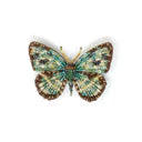 Four Spot Sailor Butterfly Brooch Pin